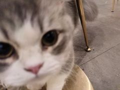 -飞行喵MR PILOT|猫舍·猫咖(静安大融城店)