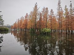 -白鹭湾湿地公园