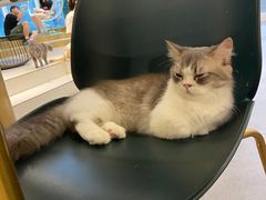 -飞行喵MR PILOT|猫舍·猫咖(静安大融城店)