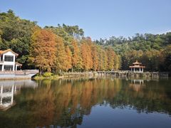 -深圳仙湖植物园