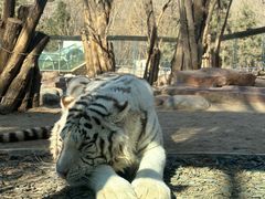 -北京野生动物园