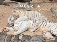 -广州长隆野生动物世界