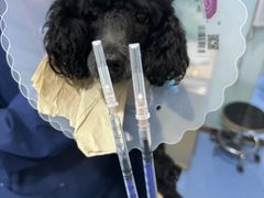 -天使宠物医院·犬猫分诊(彩虹店)