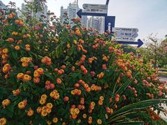 -广州塔