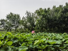 -东郊湿地公园