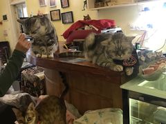 -猫色咖啡·猫咖