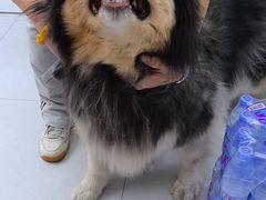-达爱动物医院·犬猫分区·CT·复杂眼科(远洋山水分院)