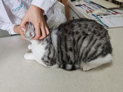 -瑞派长江宠物医院·猫科·外科·24小时夜护(谊城公寓分院)