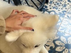 -Let's go狗咖·猫咖·奶狗·桌游(春熙路IFS店)