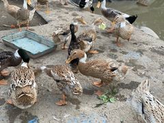 -前小桔亲子创意农场·草莓采摘·露营烧烤