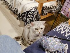 -平行世界·猫咖(首经贸店)