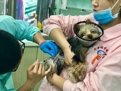 -北京观赏动物医院·24小时大型综合·猫专科·异宠专科