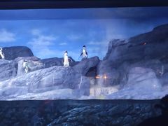 -暹罗海洋世界