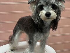 -FAELING PETS美天灵宠物(合生汇店)