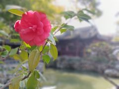 -豫园