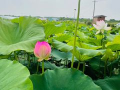-涵家味土菜馆·徽州一绝臭鳜鱼(三河古镇店)