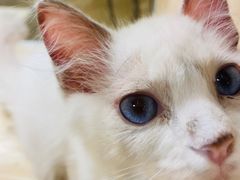 -屋虎猫馆(宝安大仟里店)