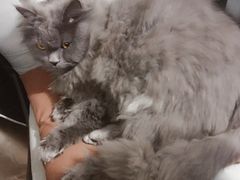 -萌兽医馆·宠物医院·猫骨科(创景店)