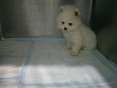 -美联众合宠物医院·爱萌分院·内外科·猫科中心