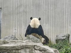 -卧龙中华大熊猫苑神树坪基地