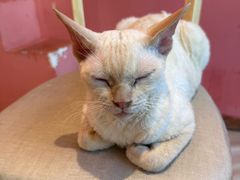 -藏猫猫咖啡主题馆(中央大道店)