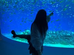 -合肥海洋世界