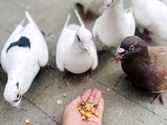 -中粮·祥云小镇