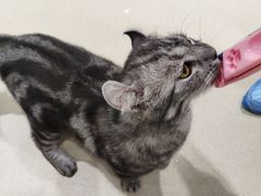 -藏猫猫咖啡主题馆(中央大道店)