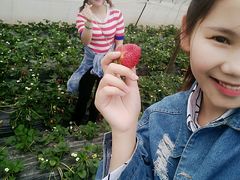 -胜丰草莓采摘园