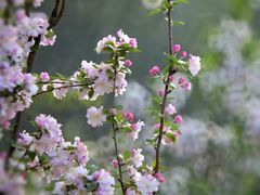 -海棠花溪(元大都城垣遗址公园)