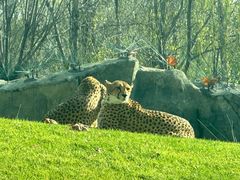 -北京野生动物园