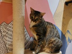 -滚猫咖啡·猫咖·猫友好撸猫(未来城店)