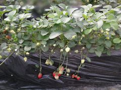 -大自然农场蔬菜草莓采摘园