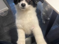 -暖阳宠物医院·犬猫康复中心·骨科
