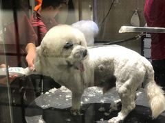 -宠物家(双井店)