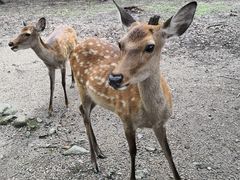 -料亭菊水楼