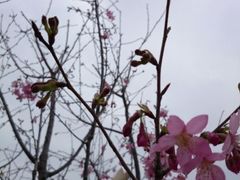android_upload_pic-天适樱花悠乐园