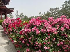 -大慈恩寺(大雁塔)