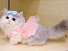 -momokira米努特·德文卷毛猫·棉花面纱犬