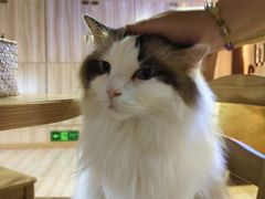 -白兔子密室(长寿路店)