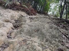 -南山植物园