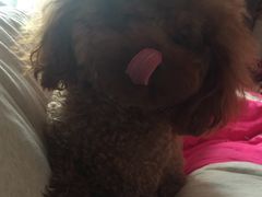 -志龙皇冠吃货椰子铺