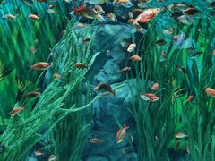 -上海海洋水族馆