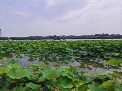 -大兴滨河森林公园