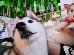 -Husky Go! 哈士奇体验馆·宠物咖啡厅狗咖
