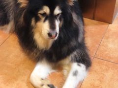 -more than meow吴止猫主题餐厅(承德 中船汇店)