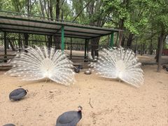 -秦皇岛野生动物园