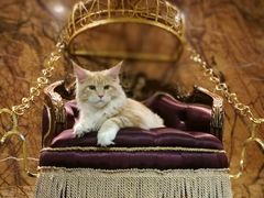 -more than meow吴止猫主题餐厅(承德 中船汇店)