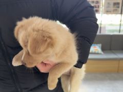 -pd派德宠物中心医院24H急重症·眼科中心·血液透析中心(嵩山北路店)