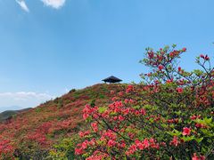 -大围山国家森林公园